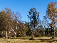 Birken entlang Wanderweg Prien Harras im Morgenlicht